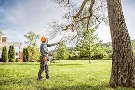 Reliable Brigham City, UT Tree Care Solutions