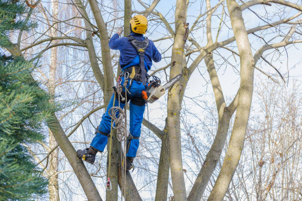 Best Storm Damage Tree Cleanup  in Brigham City, UT