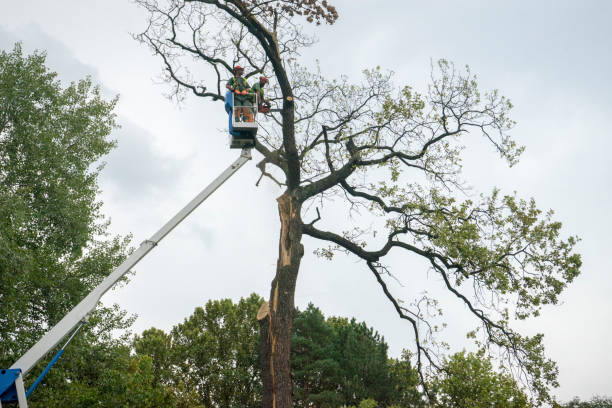 Best Arborist Consultation Services  in Brigham City, UT