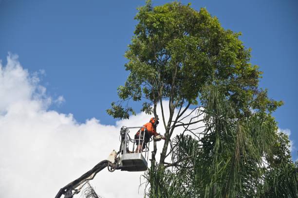 Lawn Watering Services in Brigham City, UT