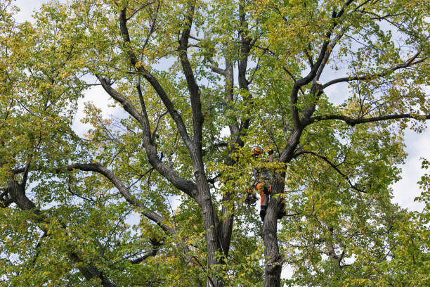 Best Utility Line Clearance  in Brigham City, UT